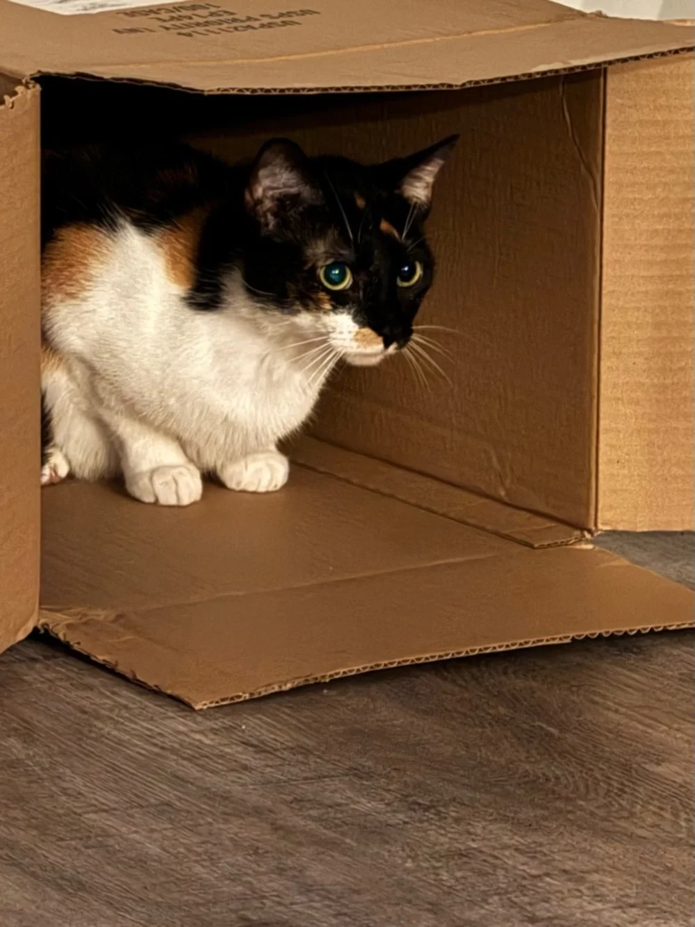 🌑🪨🤘🏼MR MORE ROCKS IS LIVE!!🤘🏼🪨🌑 - Picture 7 of 7